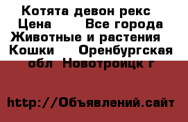 Котята девон рекс › Цена ­ 1 - Все города Животные и растения » Кошки   . Оренбургская обл.,Новотроицк г.